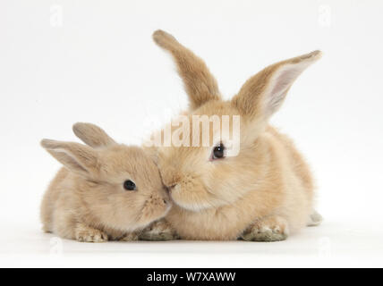 Coniglio di sabbia con il bambino. Foto Stock