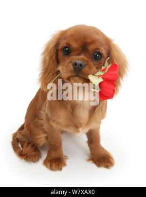 Ruby Cavalier King Charles Spaniel pup, fiamma, età 12 settimane hing una rosa rossa.