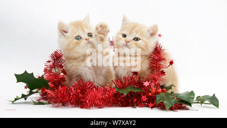 Lo zenzero gattini avvolto in rosso tinsel e holly bacche. Foto Stock