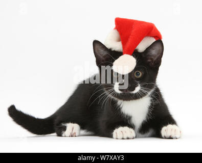 Bianco e nero Tuxedo gattino, età di 11 settimane, guardando il bobble alla fine del babbo natale hat è logorante. Foto Stock