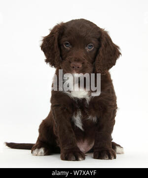 Il cioccolato Cocker Spaniel cucciolo seduta. Foto Stock