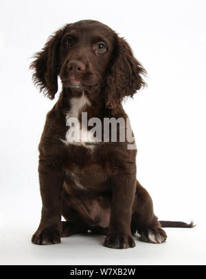 Il cioccolato Cocker Spaniel cucciolo seduta. Foto Stock