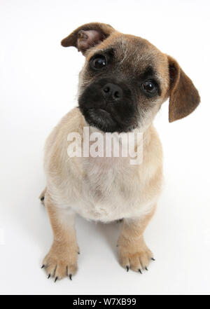 Pug x Jack Russell Terrier 'jug' cucciolo, età 9 settimane guardando verso l'alto. Foto Stock