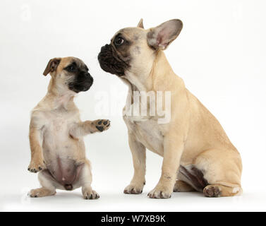 Pug x Jack Russell Terrier 'jug' cucciolo, di età di 9 settimane, giocando con il bulldog francese Foto Stock