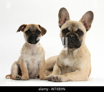 Pug x Jack Russell Terrier 'jug' cucciolo, di età di 9 settimane, e bulldog francese Foto Stock