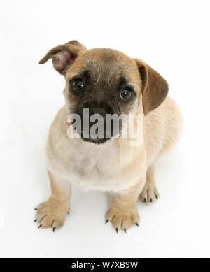 Pug x Jack Russell Terrier 'jug' cucciolo, di età di 8 settimane. Foto Stock