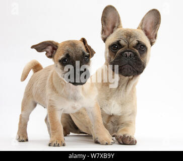 Pug x Jack Russell Terrier 'jug' cucciolo, di età di 9 settimane, e bulldog francese Foto Stock