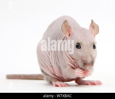 Sphynx Rat. Foto Stock