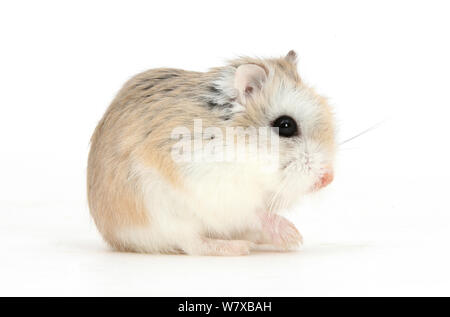 Roborovski Hamster (Phodopus roborovskii) seduta. Foto Stock