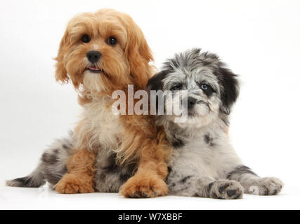 Blue merle Collie e il barboncino 'Cadoodle' e Cavalier King Charles Spaniel x Poodle 'Cavapoo' cuccioli. Foto Stock