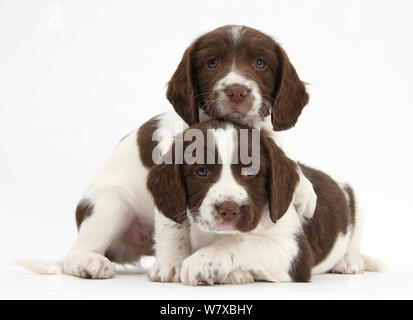 Lavorando English Springer spaniel cuccioli, di età di 6 settimane. Foto Stock