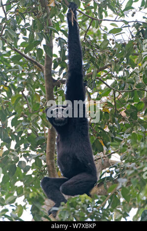 Hoolock gibbon (Hoolock hoolock) maschio appeso nella struttura ad albero, Assam, India. Foto Stock