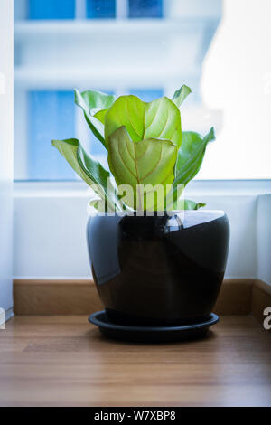 Una foglia di Fiddle Fig o Ficus lyrata pot pianta con grandi, verde brillante lascia piantato in un pot nero seduto su una luce pavimento in legno isolato su un brigh Foto Stock