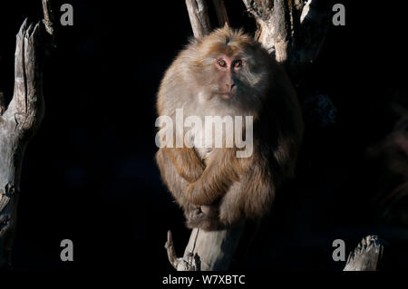 Assamese macaque (Macaca assamensis), Tawang, Arunachal Pradesh, India. Foto Stock