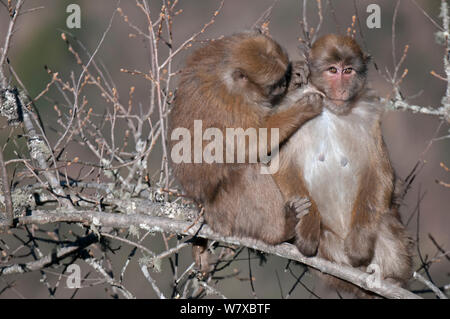 Assamese macachi ( Macaca assamensis) toelettatura, Tawang, Arunachal Pradesh, India. Foto Stock