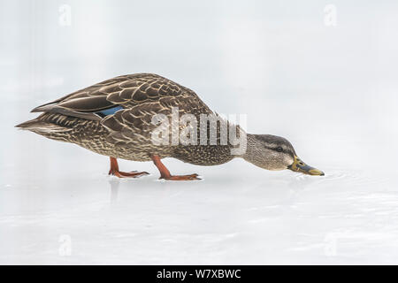 Il germano reale (Anas platyrhynchos) su ghiaccio, parco nazionale di Acadia, Maine, Stati Uniti d'America, Marzo. Foto Stock