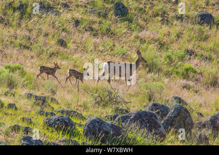 Mule Deer (Odocoileus hemionus) gemelli neonati seguenti madre, il Parco Nazionale di Yellowstone, Wyoming USA, Giugno. Foto Stock