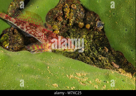 Dwarf / pigmeo di sculpin (Procottus gurwicii) sulle corticali di spugne, Lago Baikal, Russia, Marzo. Foto Stock