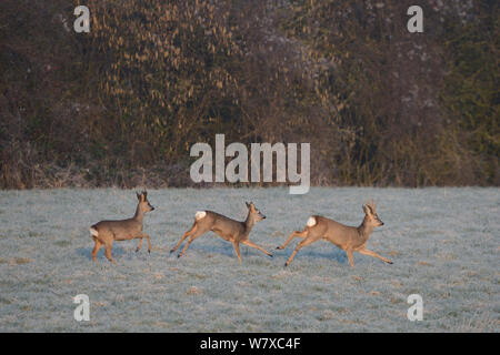 Il capriolo (Capreolus capreolus) acceso, Vosges, Francia, Marzo. Foto Stock