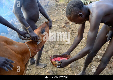 Bovini herder della Suri / tribù Surma il drenaggio del sangue dalla vena giugulare di una vacca da bere. Omo river Valley, Etiopia, settembre 2014. Foto Stock