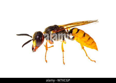 Beewolf europea (Philanthus triangulum) Corsica, Giugno. Progetto Meetyourneighbors.net. Foto Stock