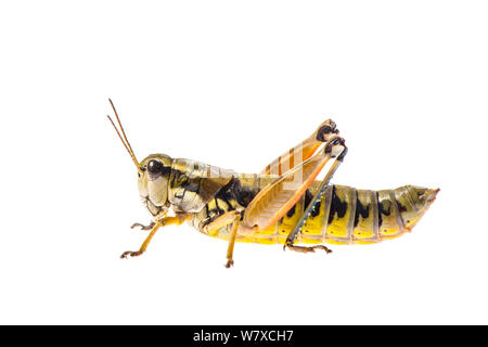 Corto-cornuto grasshopper (Podisma pedestris) Greolieres, Francia, Agosto. Progetto Meetyourneighbors.net. Foto Stock