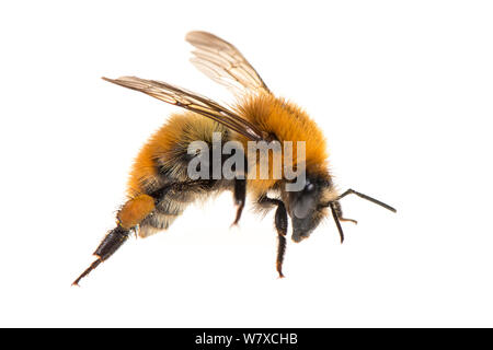 Carda comune bee (Bombus pascuorum) Valbonne, Francia, Luglio. Progetto Meetyourneighbors.net. Foto Stock