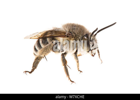 Bianco-nastrare digger bee (Amegilla quadrifasciata) Valbonne, Francia, Agosto. Progetto Meetyourneighbors.net. Foto Stock