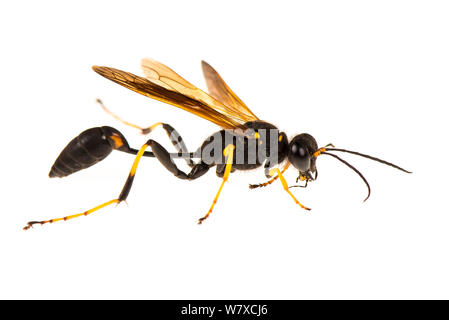 Nero e Giallo dauber di fango (Sceliphron caementarium) Corsica, Giugno. Progetto Meetyourneighbors.net. Foto Stock