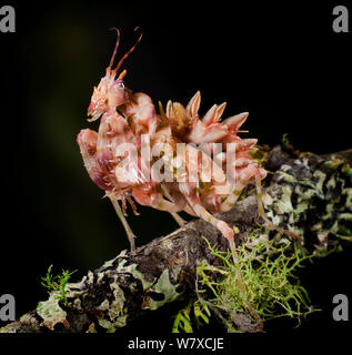 Fiore spinoso mantis (Pseudocreobotra wahlbergii) captive, da Est e Sud Africa. Foto Stock