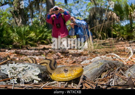 I turisti fotografare giallo Biacco (Pantherophis obsoleta quadravittata) piccola Saint Simon&#39;s Island, GEORGIA, STATI UNITI D'AMERICA, Maggio 203., Foto Stock