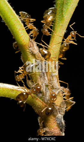 Inverno formiche (Prenolepis imparis) tendente ninfe del Two-Marked Treehopper (Enchenopa binotata) su una foglia di pallon di maggio, Southern Appalachians South Carolina, USA, aprile. Foto Stock