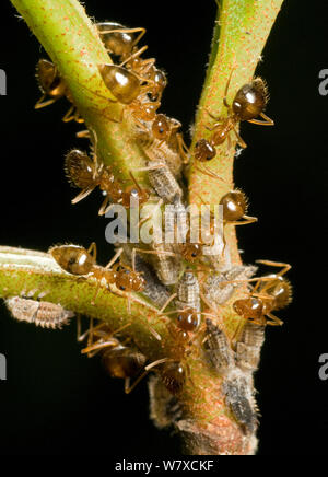 Inverno formiche (Prenolepis imparis) tendente ninfe del Two-Marked Treehopper (Enchenopa binotata) su una foglia di pallon di maggio, Southern Appalachians South Carolina, USA, aprile. Foto Stock