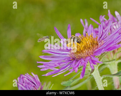 Il sudore Bee ( Lasioglossum) e Halictid Bee (Halictus ligatus) sul fiore aster, Southern Appalachians, South Carolina, USA, Giugno. Foto Stock