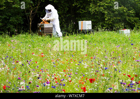 Russell Flynn dal Gwent apicoltori protettivo indossando l apicoltura suit, frequentando il miele delle api (Apis meliffera) alveari in fiore prato, Pontypool, Wales, Regno Unito, luglio 2014. Foto Stock