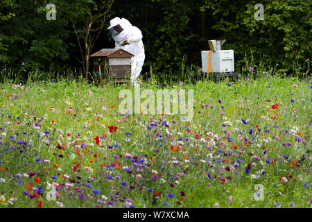 Russell Flynn dal Gwent apicoltori protettivo indossando l apicoltura suit, frequentando il miele delle api (Apis meliffera) alveari in fiore prato, Pontypool, Wales, Regno Unito, luglio 2014. Foto Stock