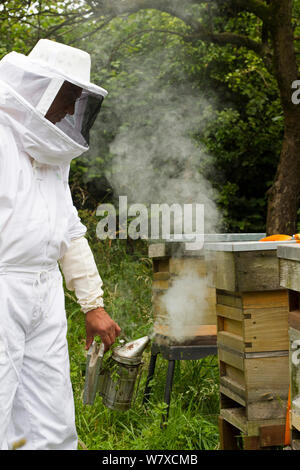 Russell Flynn dal Gwent apicoltori protettivo indossando l apicoltura suit, fumatori miele delle api (Apis meliffera) hive, Pontypool, Wales, Regno Unito, luglio 2014. Foto Stock