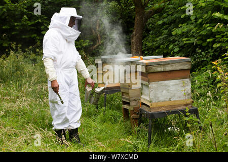 Russell Flynn dal Gwent apicoltori protettivo indossando l apicoltura suit, fumatori miele delle api (Apis meliffera) alveari in Old Orchard, Pontypool, Wales, Regno Unito, luglio 2014. Foto Stock