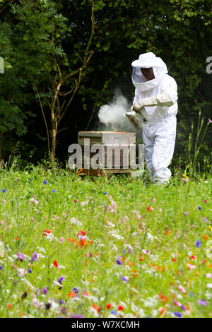 Russell Flynn dal Gwent apicoltori protettivo indossando l apicoltura suit, frequentando il miele delle api (Apis meliffera) alveari in fiore prato, Pontypool, Wales, Regno Unito, luglio 2014. Foto Stock