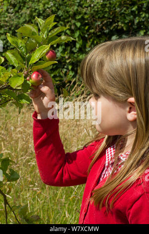 Ragazza giovane guardando la maturazione mele (malus domestica) piantato nel giardino della scuola per attrarre le api. Parte di Amici della Terra nazionali &#39;Bee Friendly&#39; campagna, South Wales, Regno Unito, luglio 2014. Modello rilasciato. Foto Stock