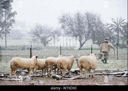 Pecore nella neve in una fattoria Nieuwoudtville, la prima neve in questa città dal 2005. Northern Cape, Sud Africa, Agosto 2013. Foto Stock