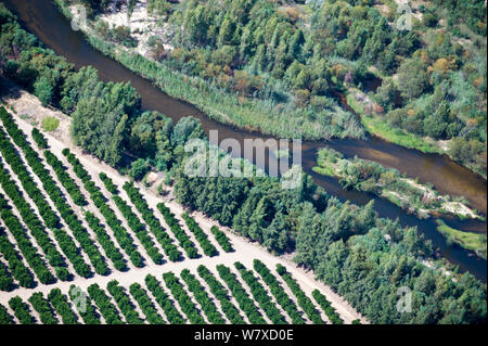 Fotografia aerea della Olifants River che mostra l'agricoltura intensiva lungo il suo corso, una minaccia per le specie di pesci endemici trovato qui. Citrusdal e area Clanwilliam, Western Cape, Sud Africa. Dicembre 2013. Foto Stock