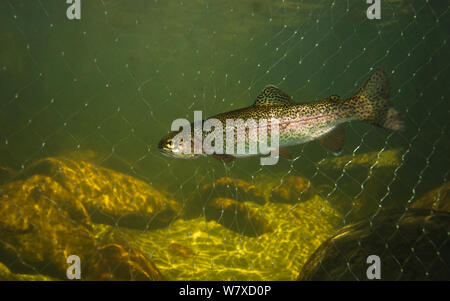 La trota arcobaleno (Oncorhynchus mykiss) catturati in rete come parte di un programma di eradicazione, Krom River, Cedarberg Mountains, Western Cape, Sud Africa. Una specie introdotta per il fiume Krom per scopi di angolazione, la trota arcobaleno minacciano nativo specie di pesce sia attraverso la concorrenza e la predazione e il governo conservazione reparto mira ora a sradicare questa specie da tratti di fiume. Novembre 2013. Foto Stock