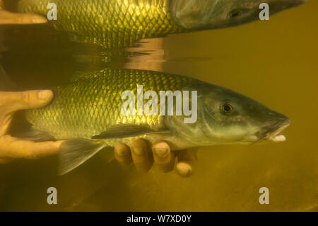 Scienziato rilasciando un endemico Clanwilliam sawfin (Barbus serra) nel fiume Doring Koebee-Oorlogskloof (tributario), Rietkuil sito. Una specie rare e minacciate, questo individuo è stato catturato in un fyke net come parte di un pesce e del sondaggio è stata misurata e pesati prima di essere rilasciato. Sud Africa, novembre 2013. Foto Stock