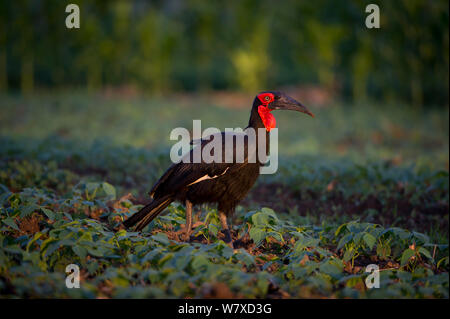 Massa Abyssian hornbill (Bucorvus abyssinicus) rovistando in un campo di fagioli. Azienda agricola commerciale, Tanzania Africa Orientale. Foto Stock