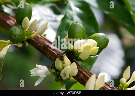 Il caffè verde (Coffea arabica) bacche / ciliegie. Commerciale azienda caffè, Tanzania Africa Orientale. Foto Stock