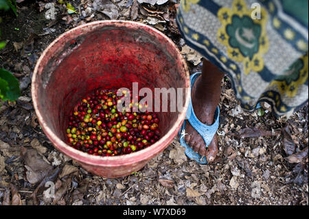 La donna si presentò con benna di raccolta caffè (Coffea arabica) ciliegie su commerciale azienda di caffè, Tanzania Africa Orientale. Foto Stock