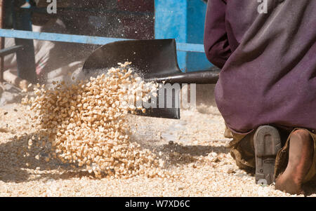 L'uomo spalare il mais (Zea mays) il mais in un mucchio dopo il granoturco è stato bombardato (rimosso dalla pannocchia). Azienda agricola commerciale, Tanzania Africa Orientale. Foto Stock