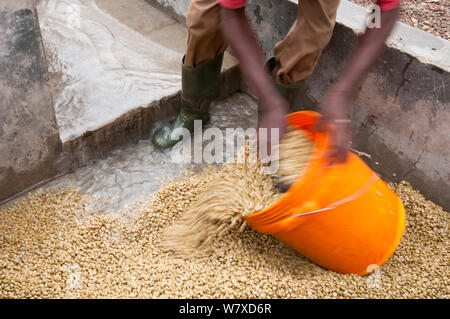 L'uomo la raccolta di caffè (Coffea arabica) Fagioli dopo che essi sono stati lavati, mucillagini (sostanza viscosa) rimossa, i fagioli fermentati e il Light e Heavy fagioli separati. Commerciale azienda caffè, Tanzania Africa Orientale. Foto Stock