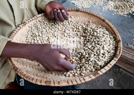 Essiccata la pergamena caffè (Coffea arabica) Fagioli, donna rimozione scolorito fagioli. Commerciale azienda caffè, Tanzania Africa Orientale. Foto Stock